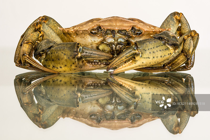 法国白色背景上的螃蟹镜面反射图片素材
