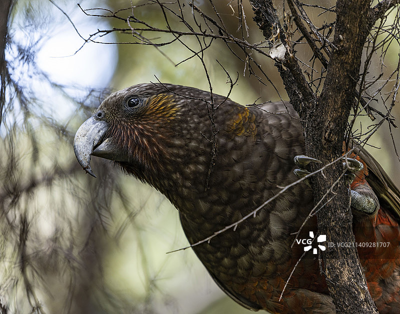 新西兰大堡礁岛鹦鹉栖息在树枝上的特写图片素材