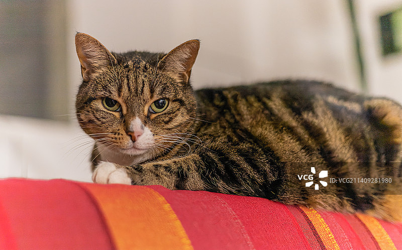 法国阿蒂希的猫特写图片素材