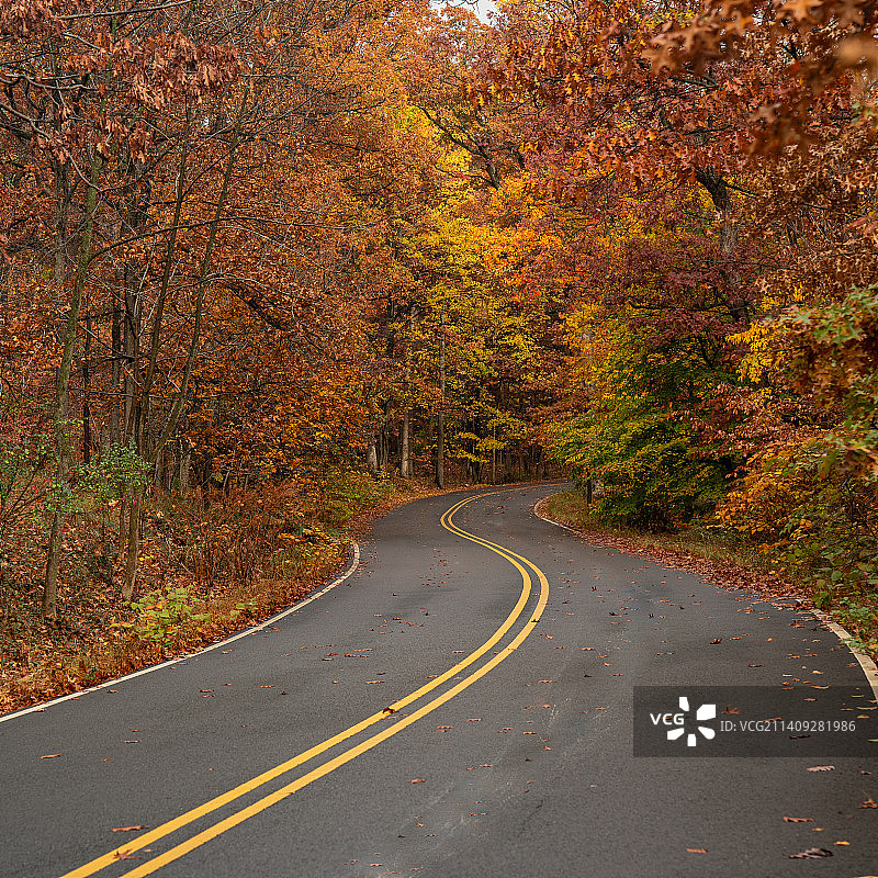 秋季树木环绕下的空旷道路图片素材
