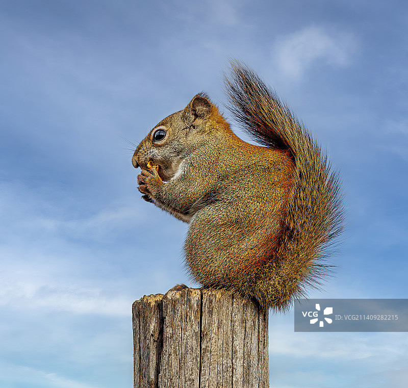 灰松鼠在木柱上对着天空的低角度景观，加拿大马尼托巴省图片素材