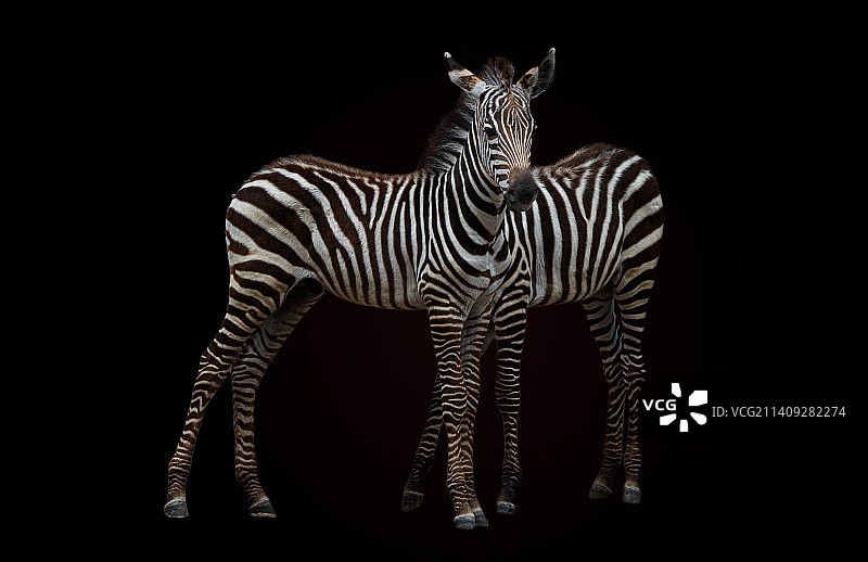 斑马在黑色背景前的肖像图片素材