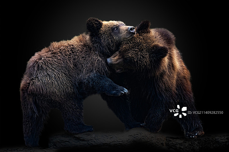 熊站在黑色背景前的特写图片素材