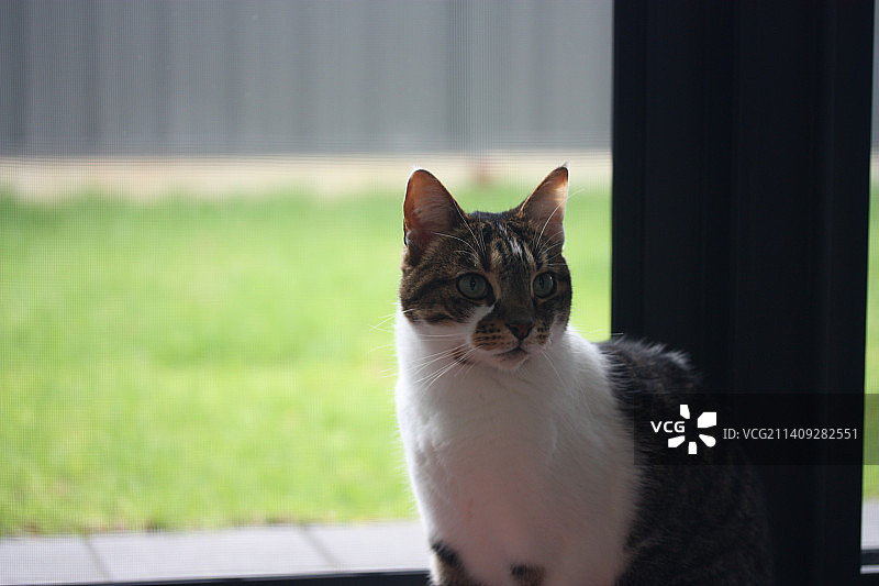 户外猫咪特写肖像，澳大利亚图片素材