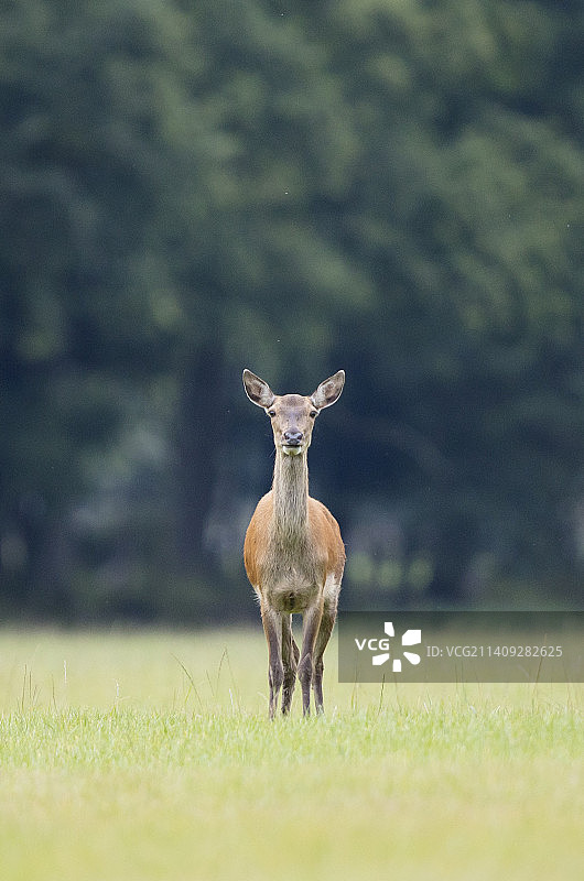英国新森林区原野上的鹿肖像图片素材