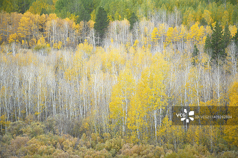 秋季森林中树木的鸟瞰图图片素材