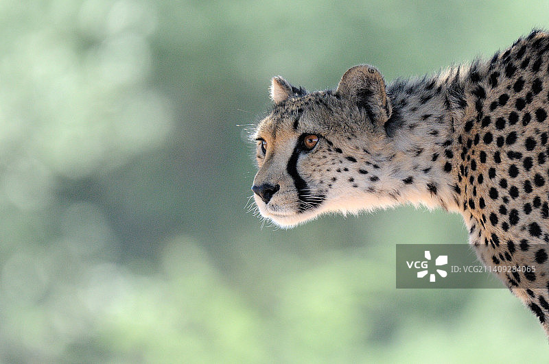 非洲猎豹看向远方的侧视图图片素材