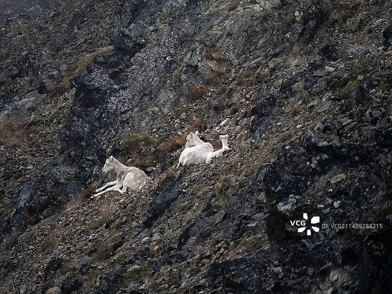 俯视角度拍摄的岩石上的山羊图片素材