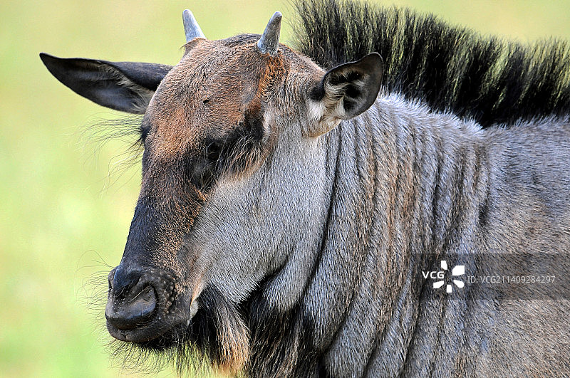 南非恩塔贝尼保护区，原野上站立的鹿的特写图片素材