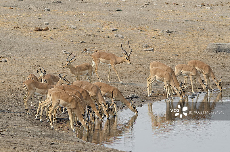 埃托沙水塘边饮水的黑脸黑斑羚群图片素材