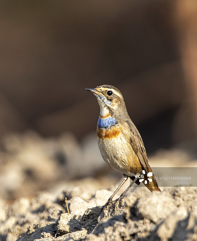 蓝喉歌鸲栖息在岩石上特写图片素材