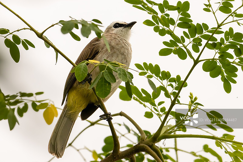 仰视视角拍摄的马来西亚雪兰莪州八打灵再也热带鸟类栖息在树上图片素材
