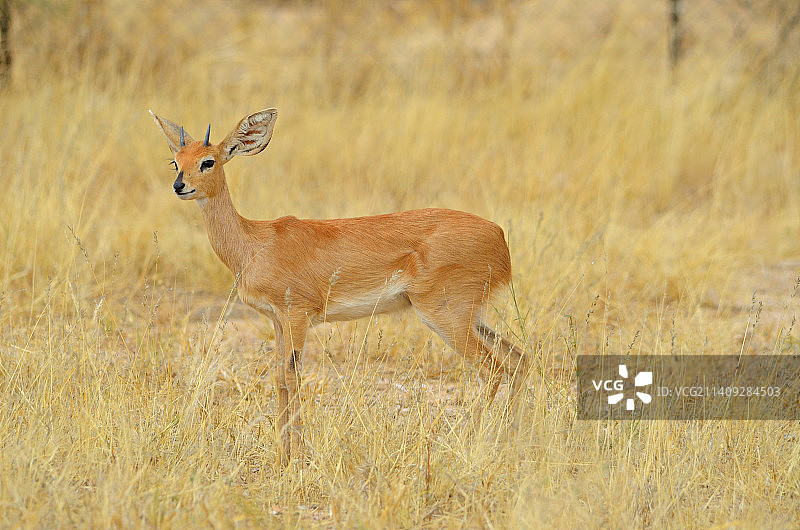 草地上站立的鹿的侧面图图片素材