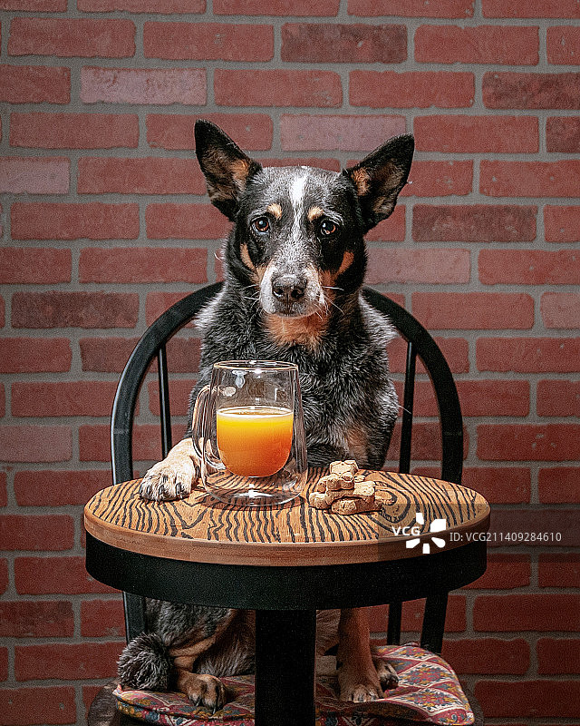 狗狗拿着饮料坐在砖墙前的椅子上，俄克拉荷马州，美国图片素材