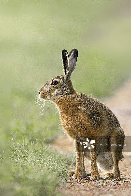 匈牙利田野上的兔子特写图片素材
