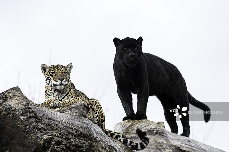 岩石上猫的低角度视图，英国阿什福德图片素材