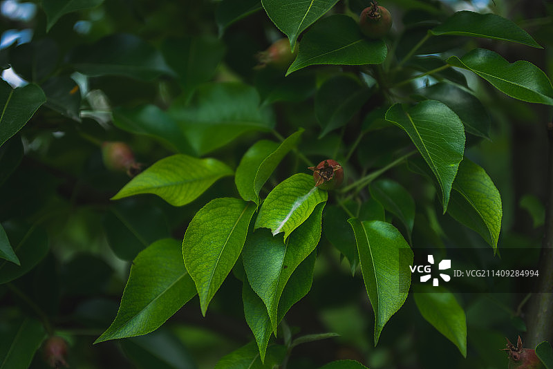 树枝上的小梨图片素材