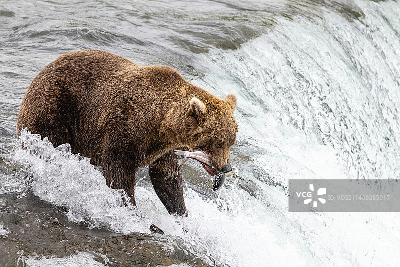 美国卡特迈国家公园棕色灰熊在瀑布中捕鱼的人像写真图片素材