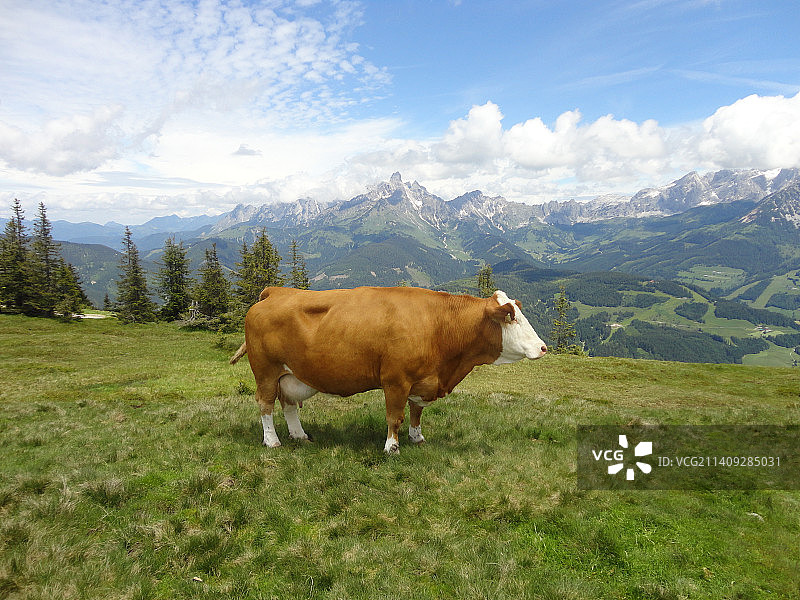 奥地利菲尔茨莫斯山坡上奶牛的侧面图图片素材