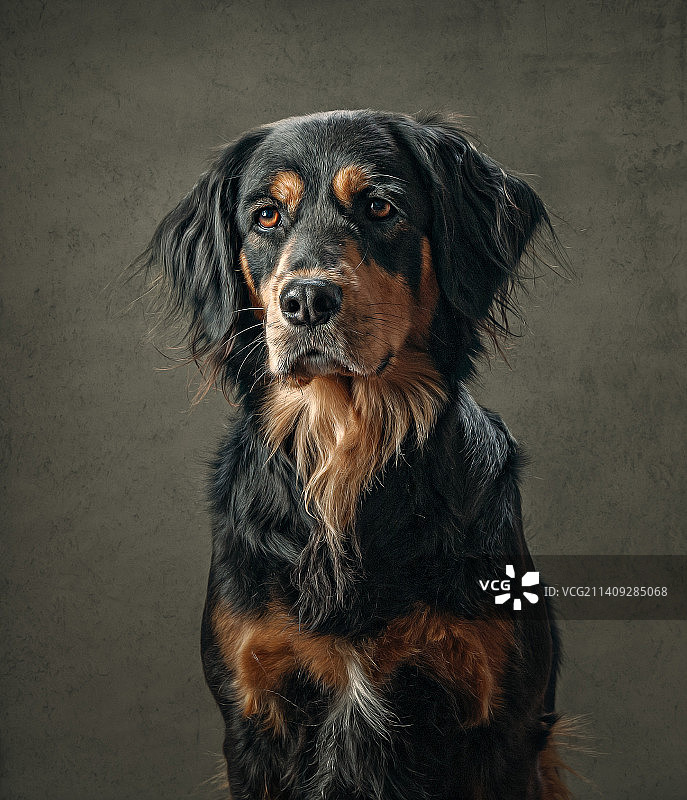 靠墙的戈登塞特犬肖像图片素材