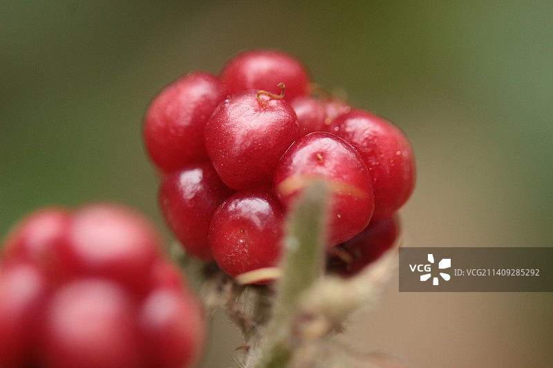 植物上生长的红色浆果特写图片素材