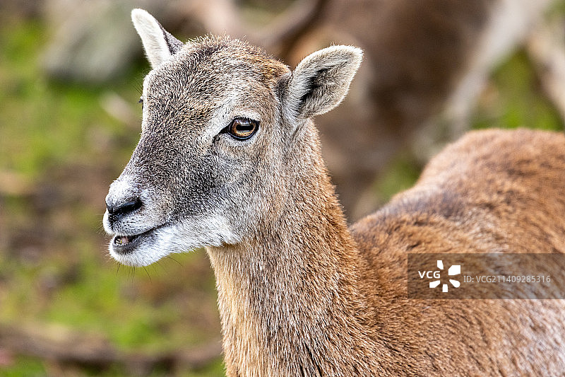 格兰纳特自然野生公园山羊特写，德国图片素材