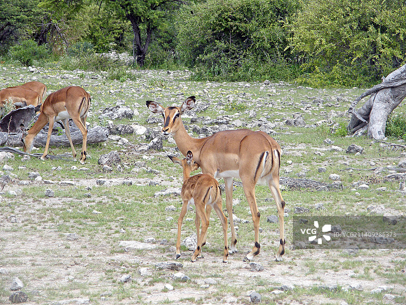 母亲和小牛羚羊在埃托沙图片素材