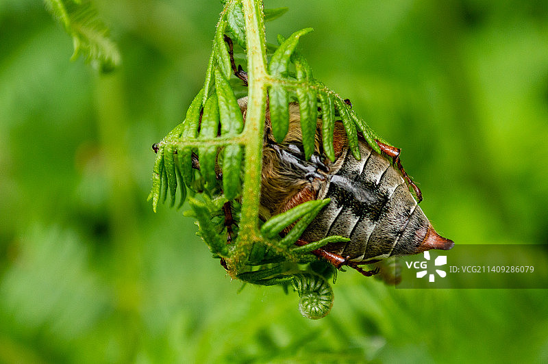 昆虫在植物上的特写图片素材