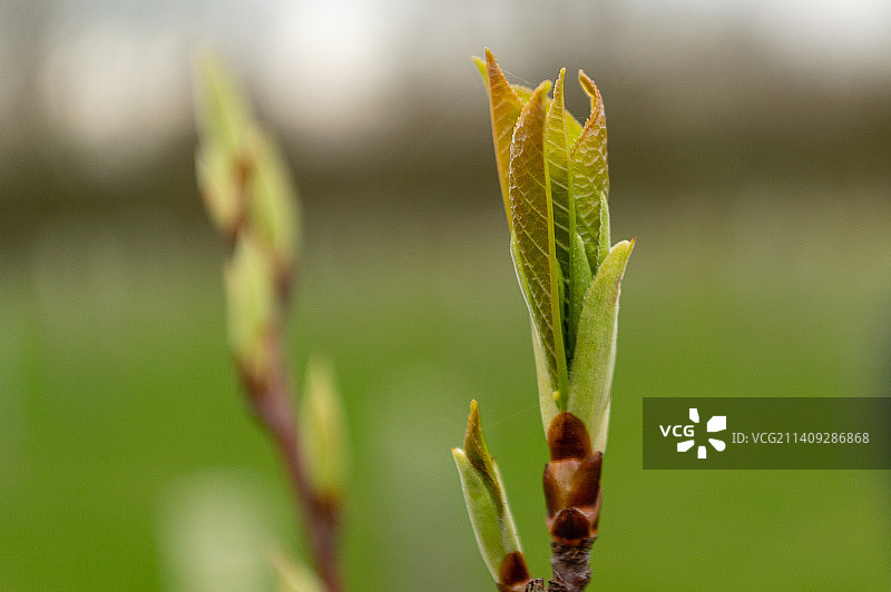植物特写图片素材