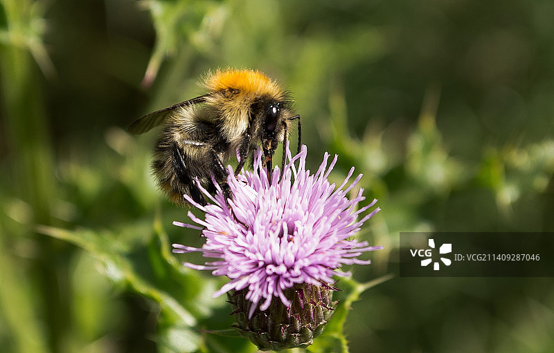 蜜蜂在紫色花朵上采蜜的特写，位于英国西斯凯尔沃斯代尔图片素材