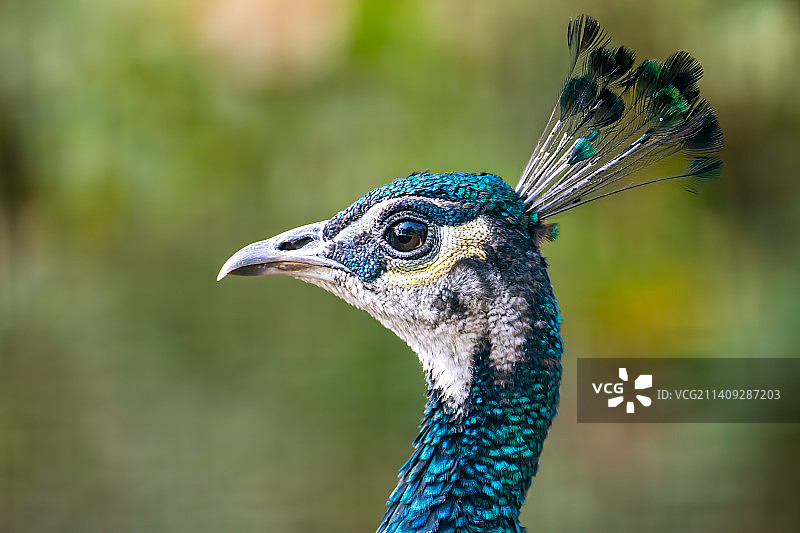 孔雀的特写镜头图片素材