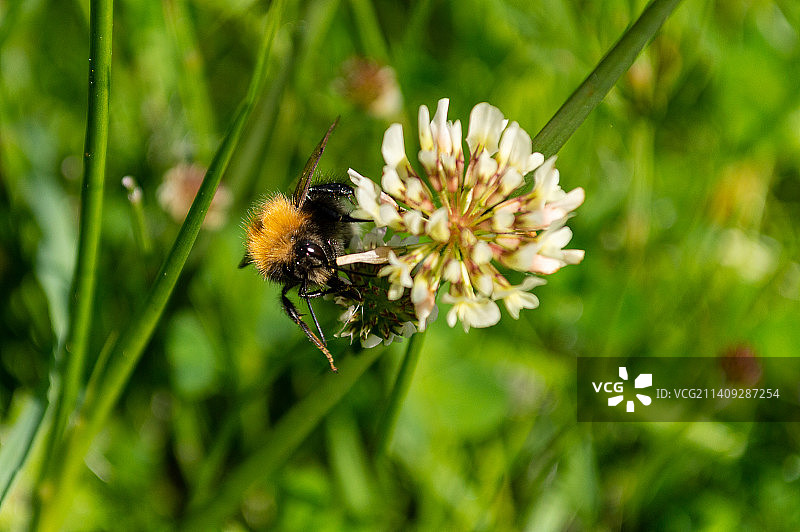 蜜蜂在花上授粉的特写图片素材