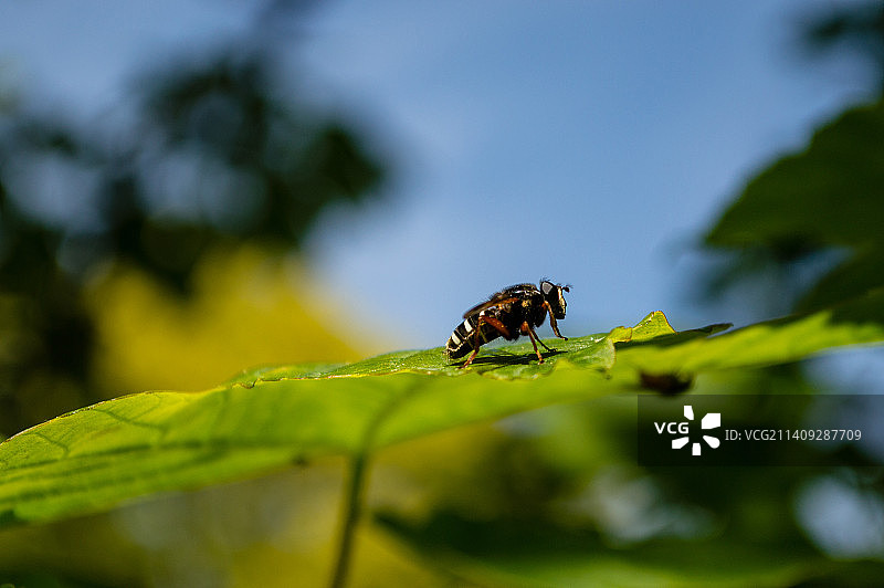 树叶上的昆虫特写图片素材