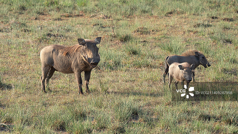 两匹马在草原上吃草图片素材