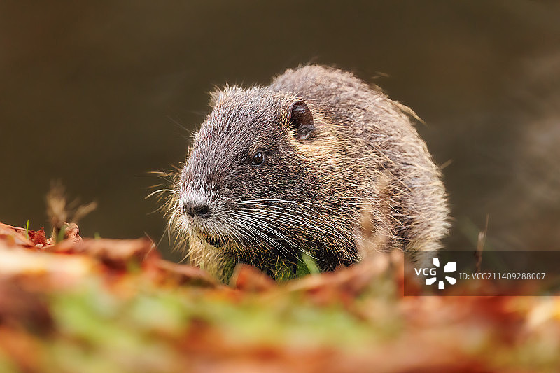 松鼠在球场上的特写图片素材