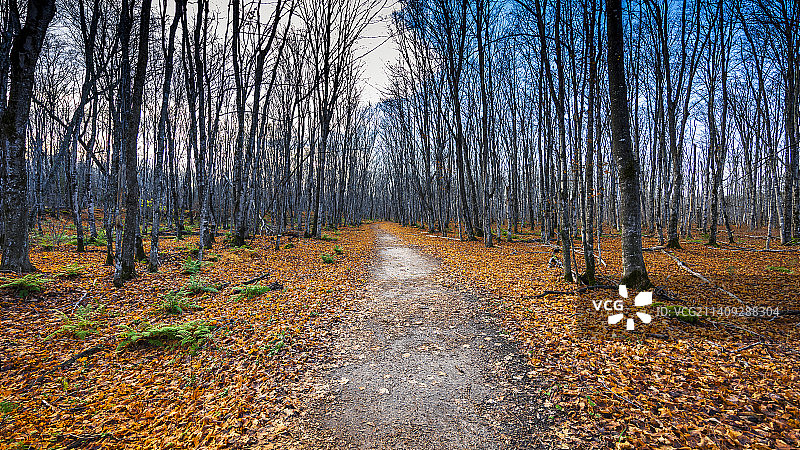 美国密歇根州穆尼辛秋季森林中的树木图片素材