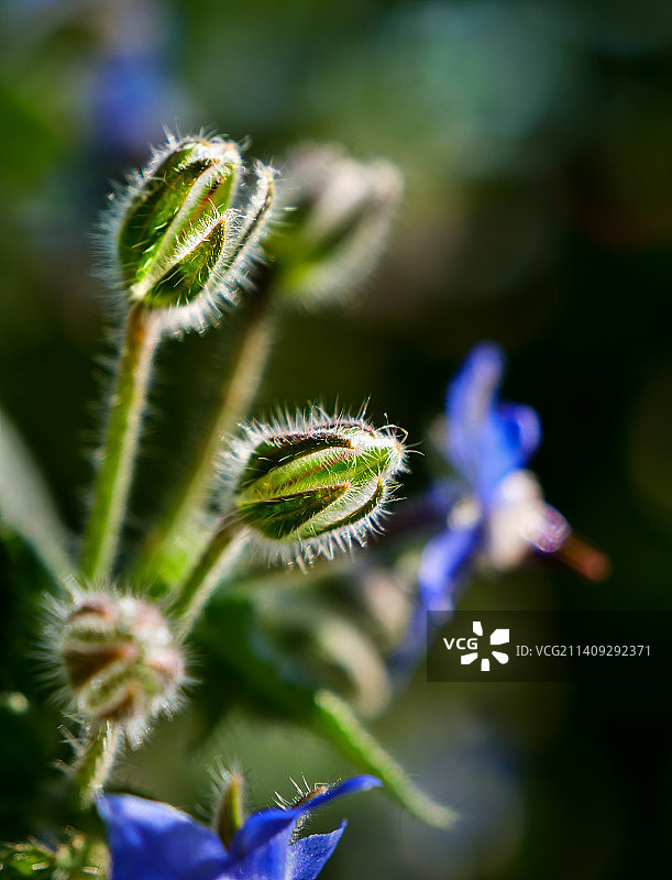 Glass chicory精灵玻璃苣1图片素材