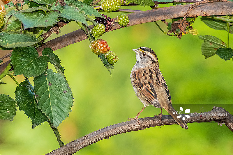 白喉带鹀图片素材