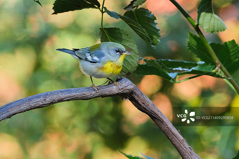 北方帕鲁拉图片素材