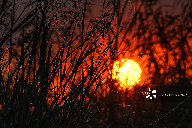 芳草无情,更在斜阳外图片素材