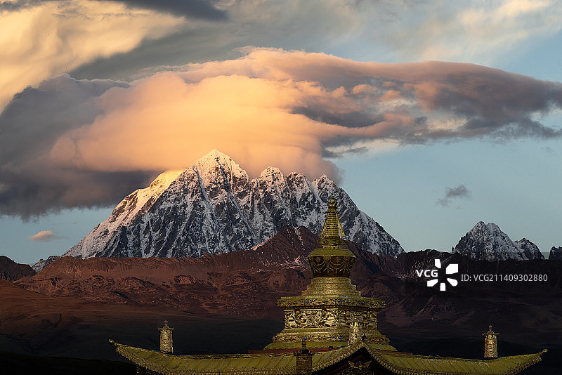 粉帽金顶图片素材