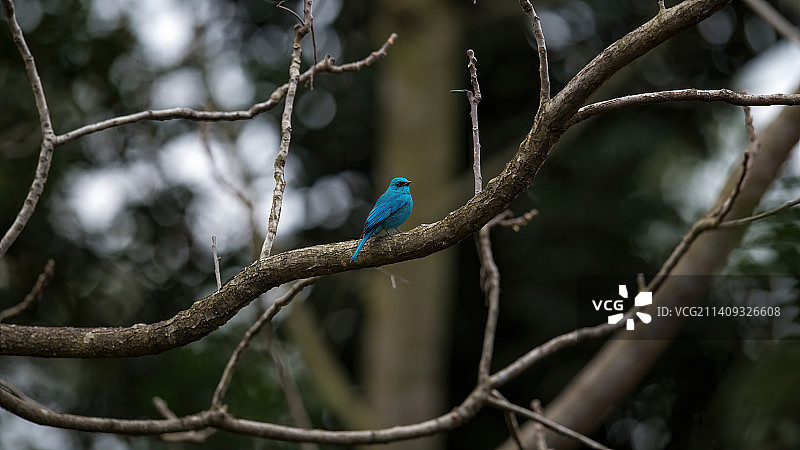 铜蓝鹟图片素材