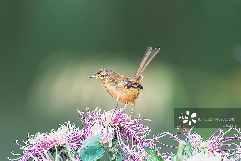 鹪莺赏菊图片素材