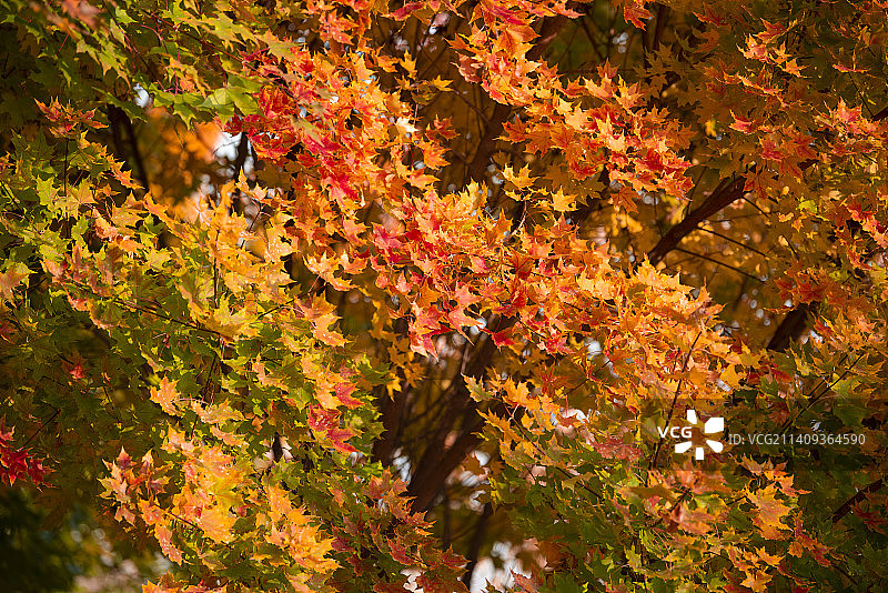 《枫叶红了》图片素材
