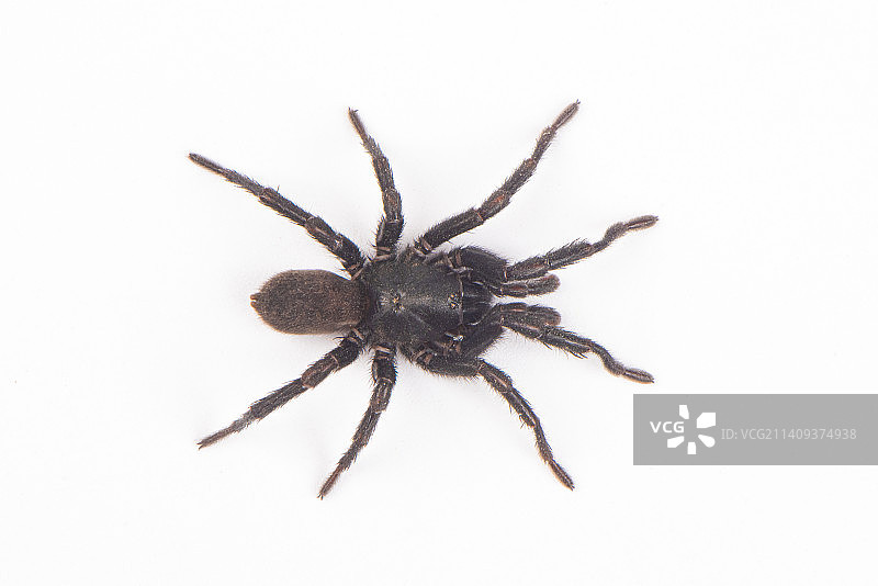 白色背景上的一只大蜘蛛图片素材