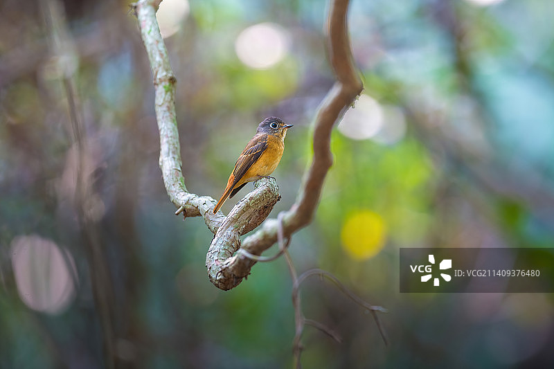 棕尾褐鹟图片素材