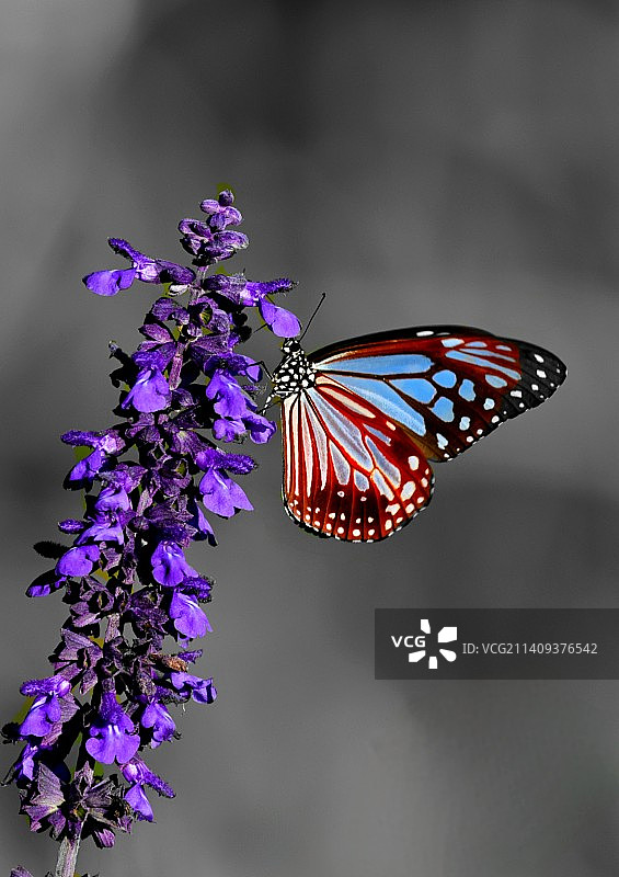 莲花池里的趣事图片素材