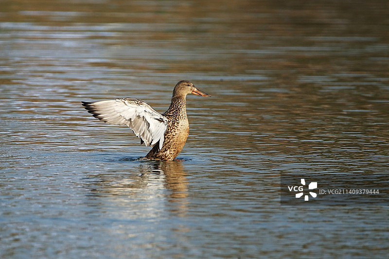 春江水暖鸭先知图片素材