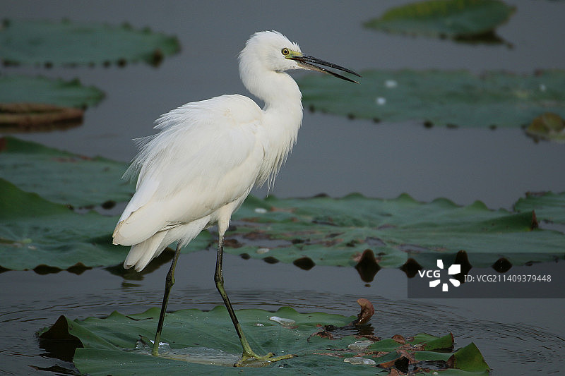 白鹭图片素材