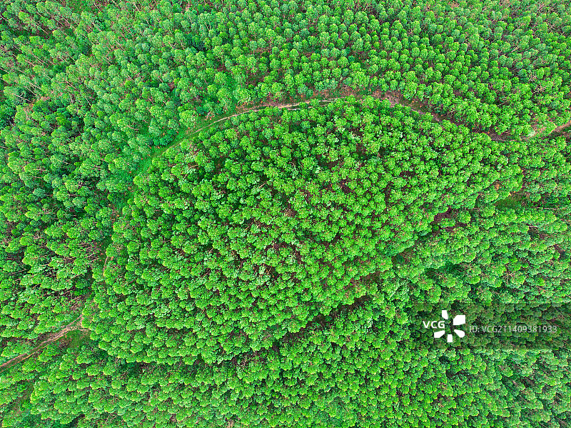 发现森林之美图片素材